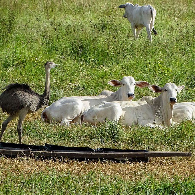 bois pantanal