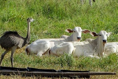 bois pantanal